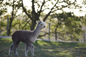 Отель Agriturismo Il Beccafico Alpaca  Губбио